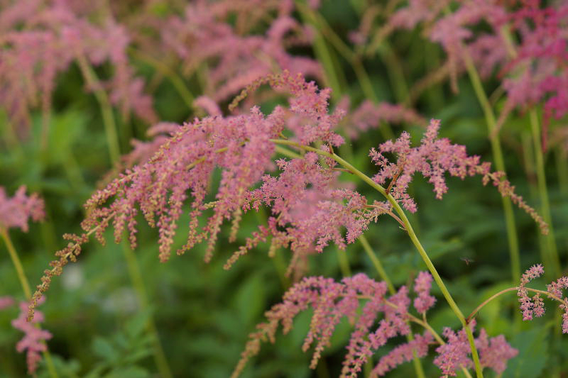 Astilbe Thunbergii-Hybr. 'Straußenfeder'