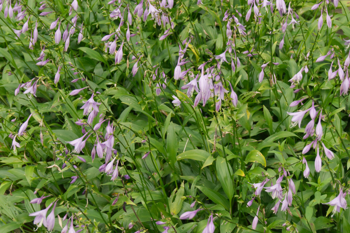 Hosta lancifolia