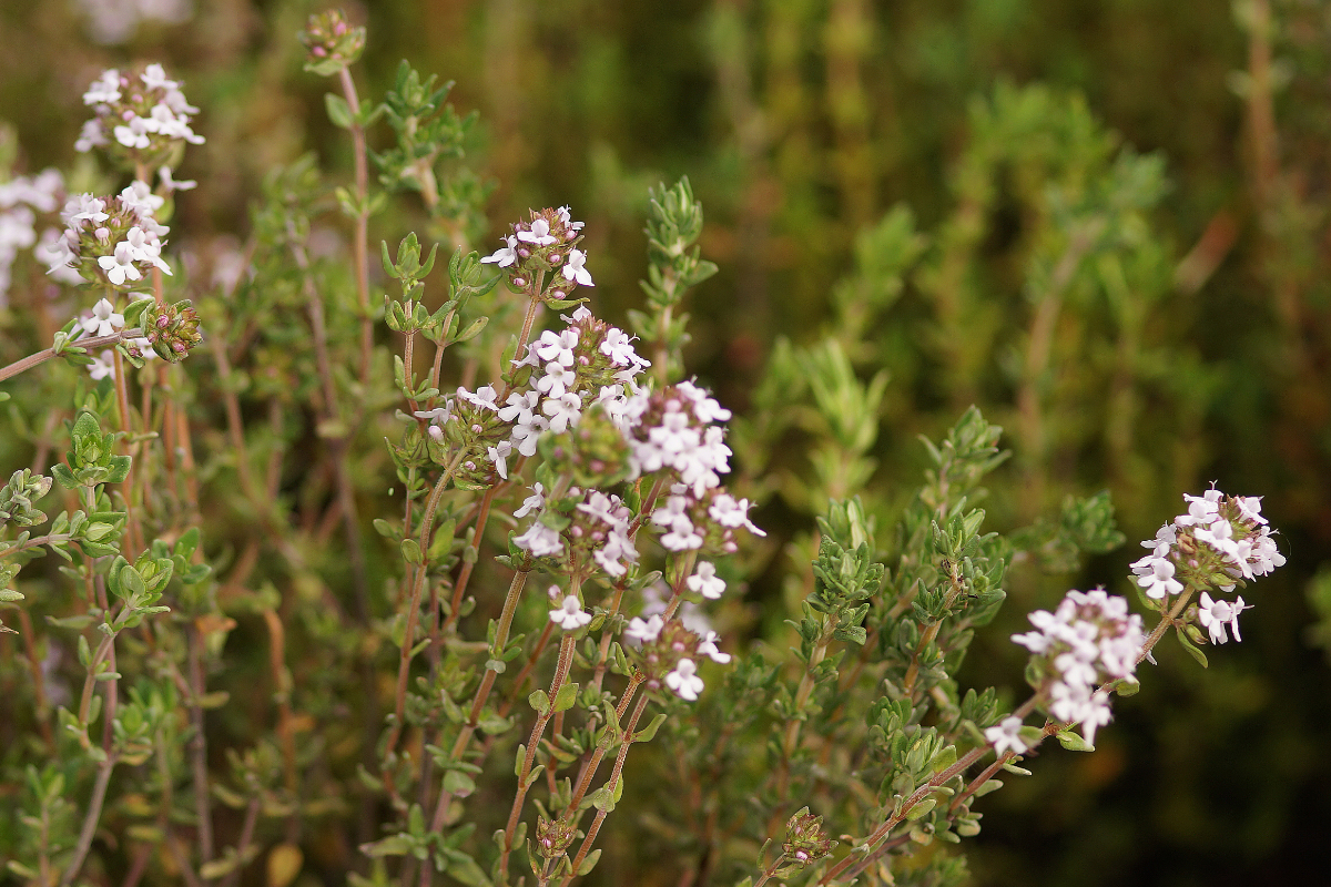 Thymus vulgaris - Echter Thymian