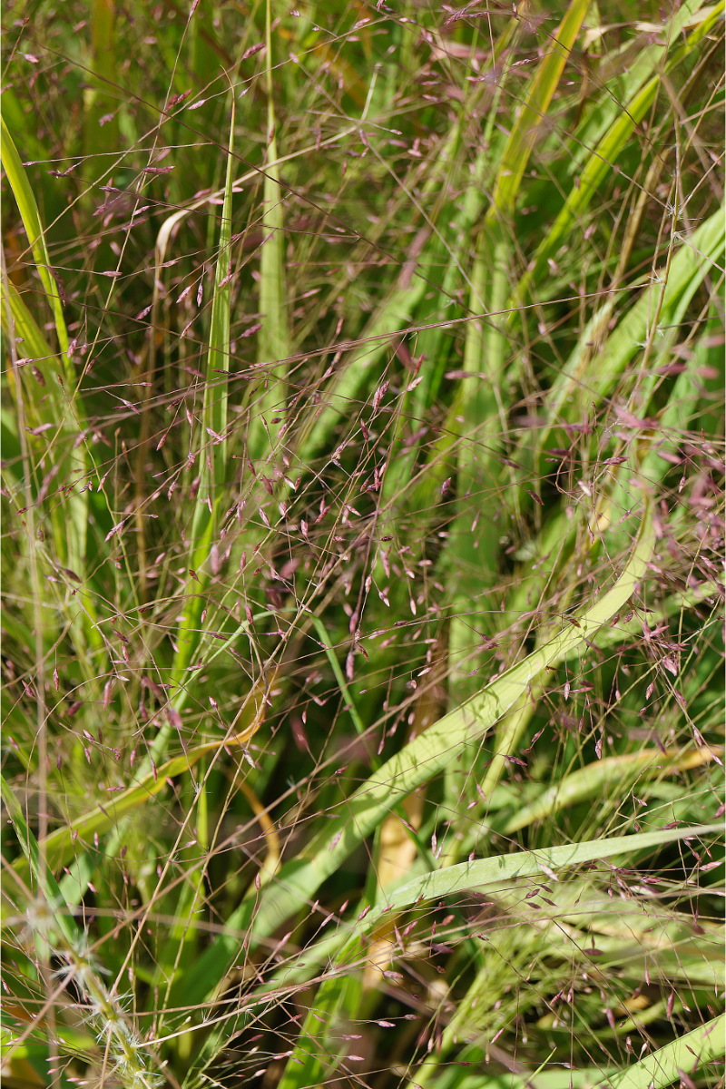 Eragrostis spectabilis - Purpur-Liebesgras