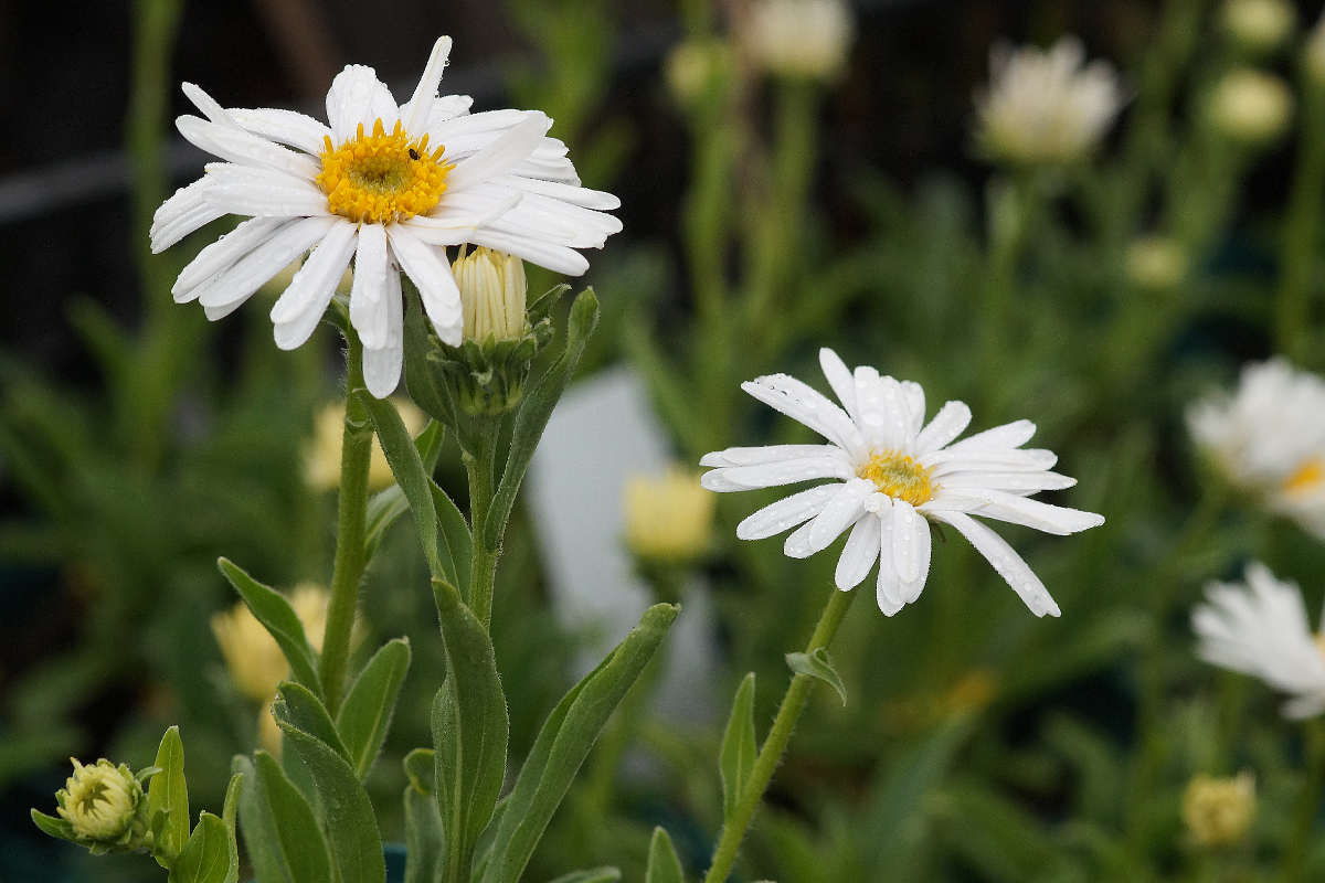 Aster alpinus 'Albus' - Alpenaster