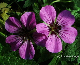 Geranium psilostemon 'Patricia'