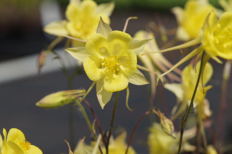 Aquilegia chrysantha 'Yellow Queen'