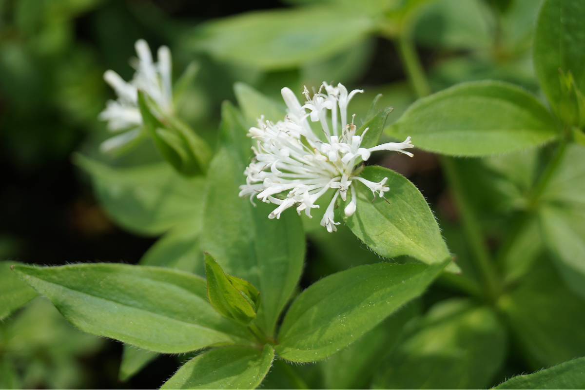 Asperula taurina - Turiner Meister