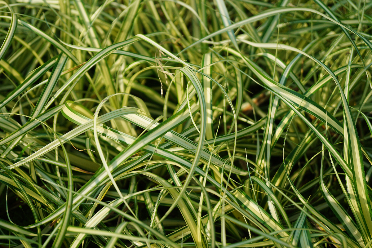 Carex oshimensis 'Evergold' - Grünrand-Gold-Segge