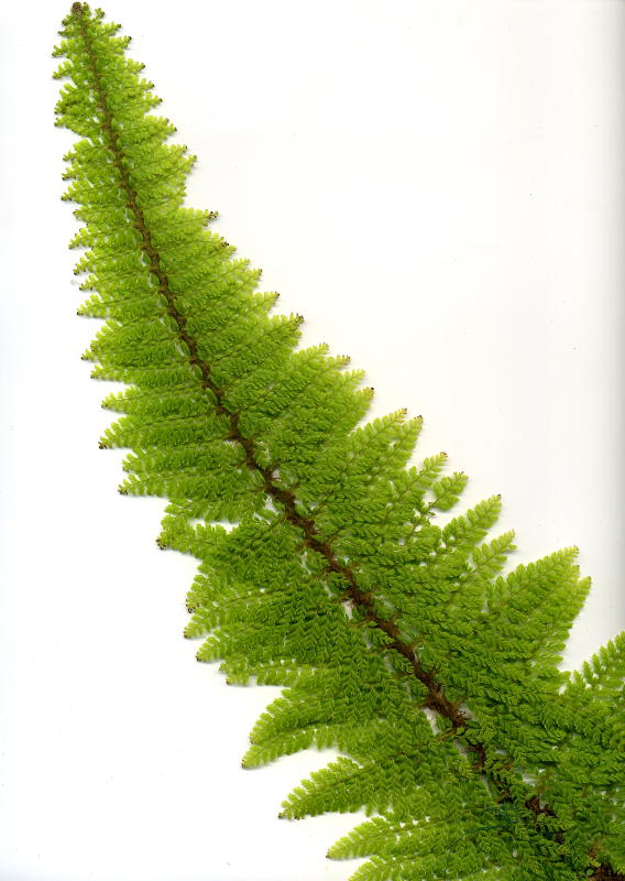 Polystichum setiferum 'Plumosum Densum' veg.