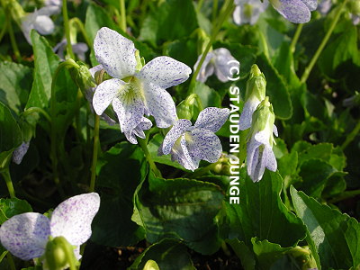 Viola sororia 'Freckles'