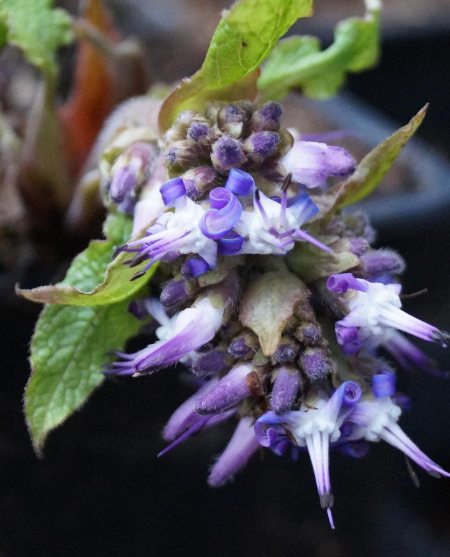 Trachystemon orientale - Rauling