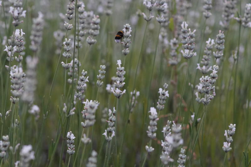 Lavandula angustifolia 'Alba' - Lavendel