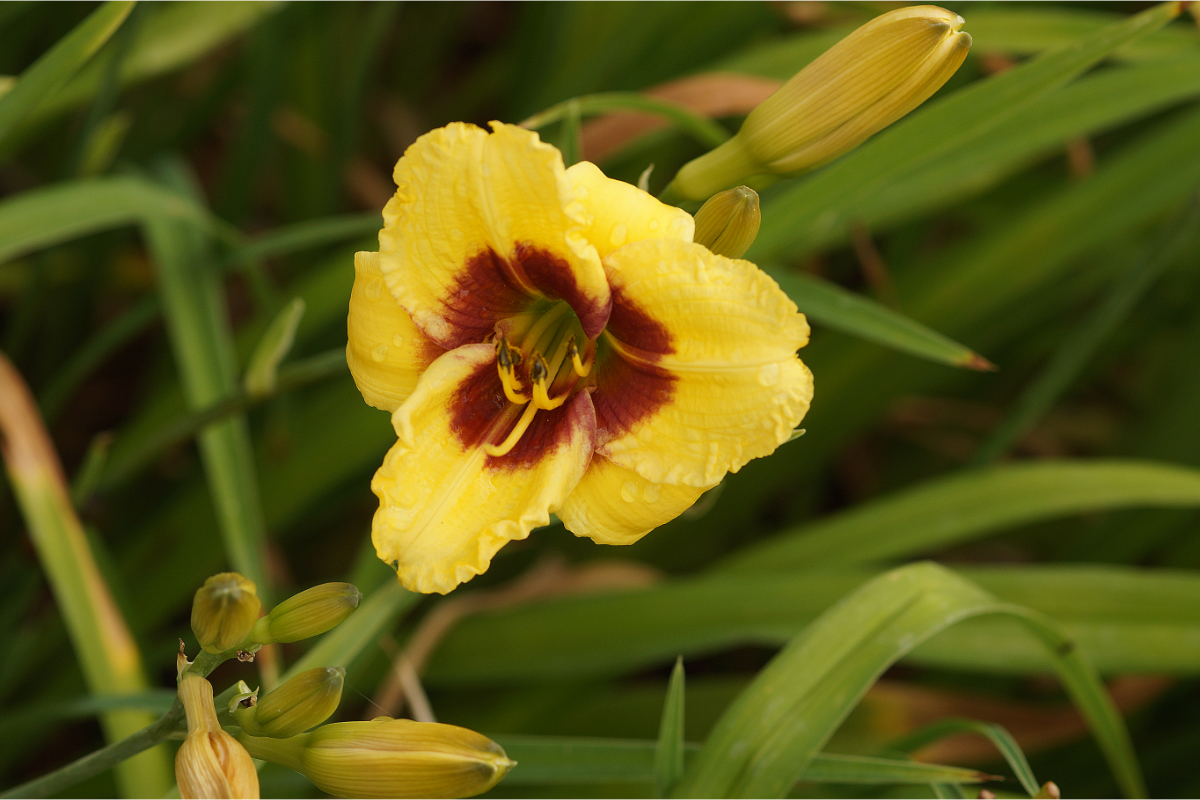 Hemerocallis Hybride 'Little Big Man' - Taglilie