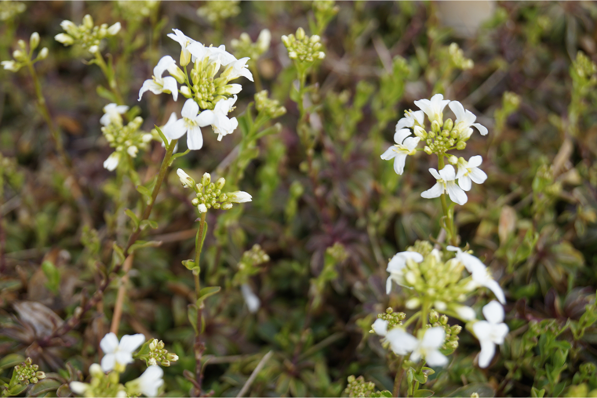 Arabis procurrens 'Neuschnee'