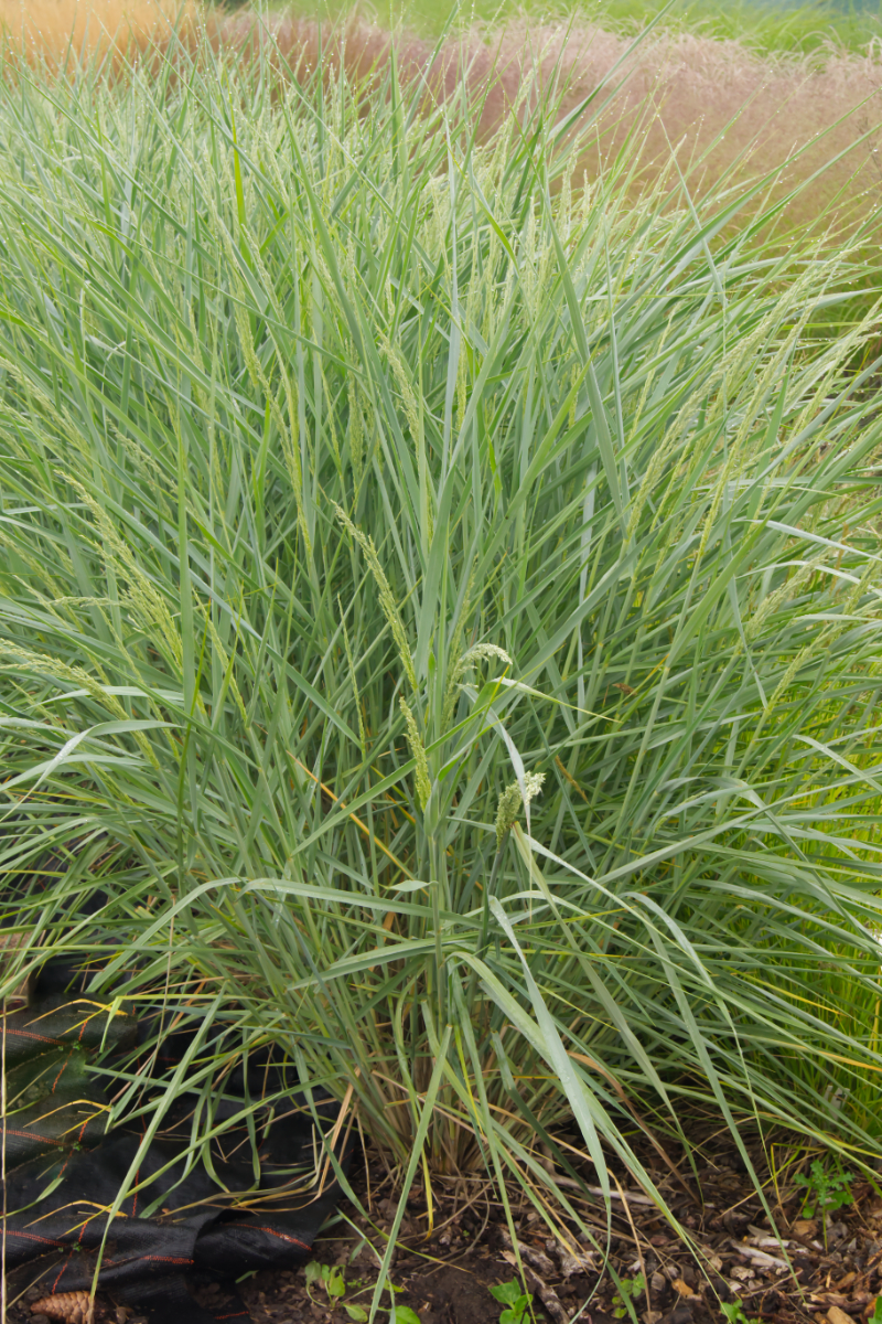 Ammophila breviligulata hort.