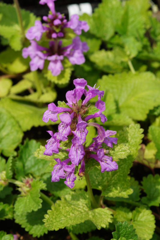 Betonica macrantha 'Superba'(Stachys grandiflora 'Superba')