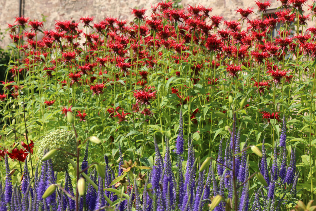 Monarda Fistulosa-Hybr. 'Gardenview Scarlet'