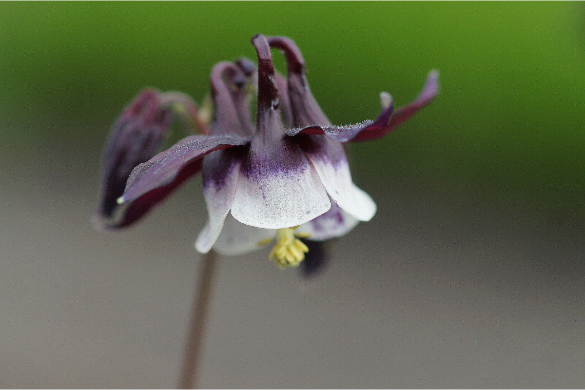 Aquilegia vulgaris 'William Guiness'