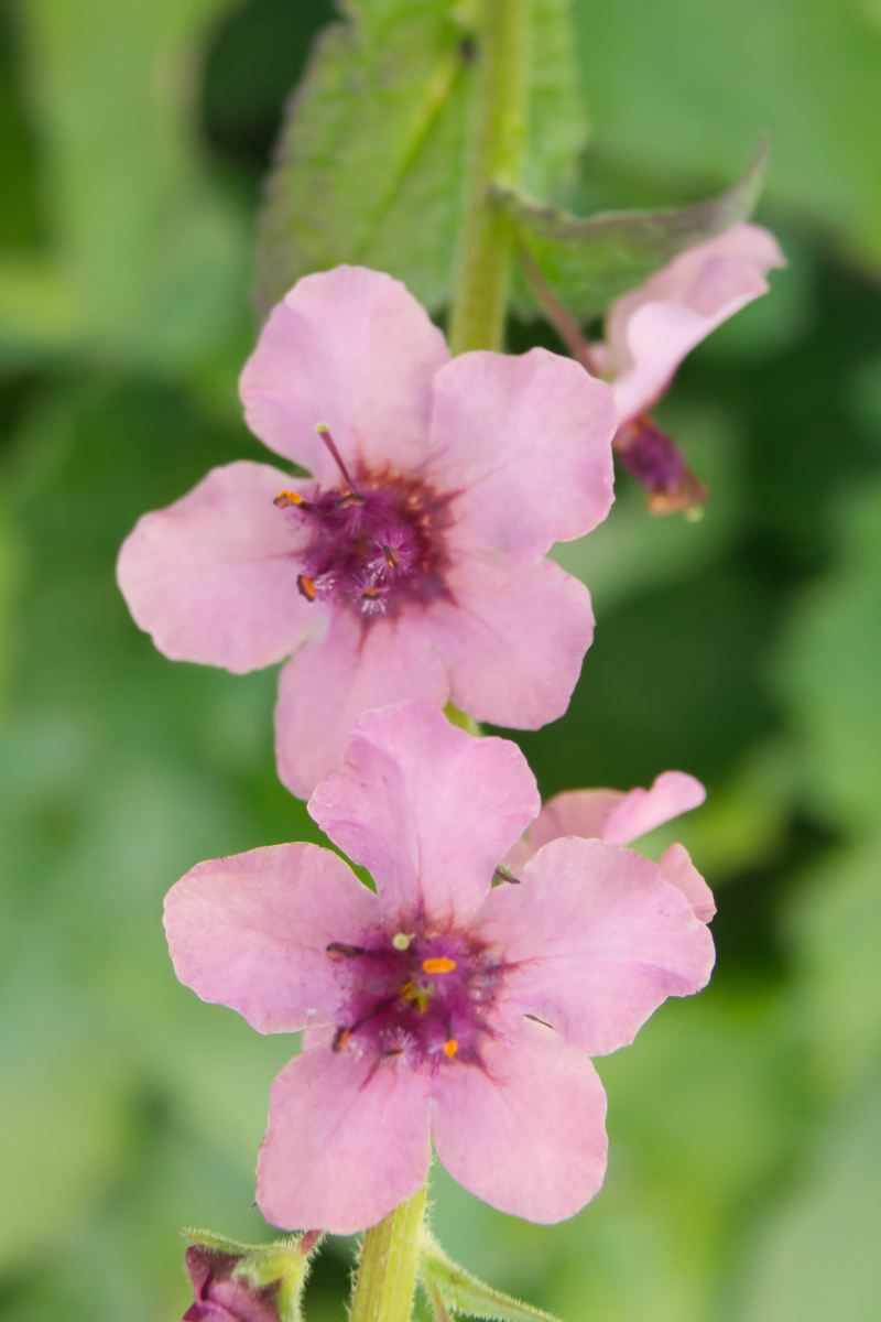 Verbascum hybridum 'Southern Charm'