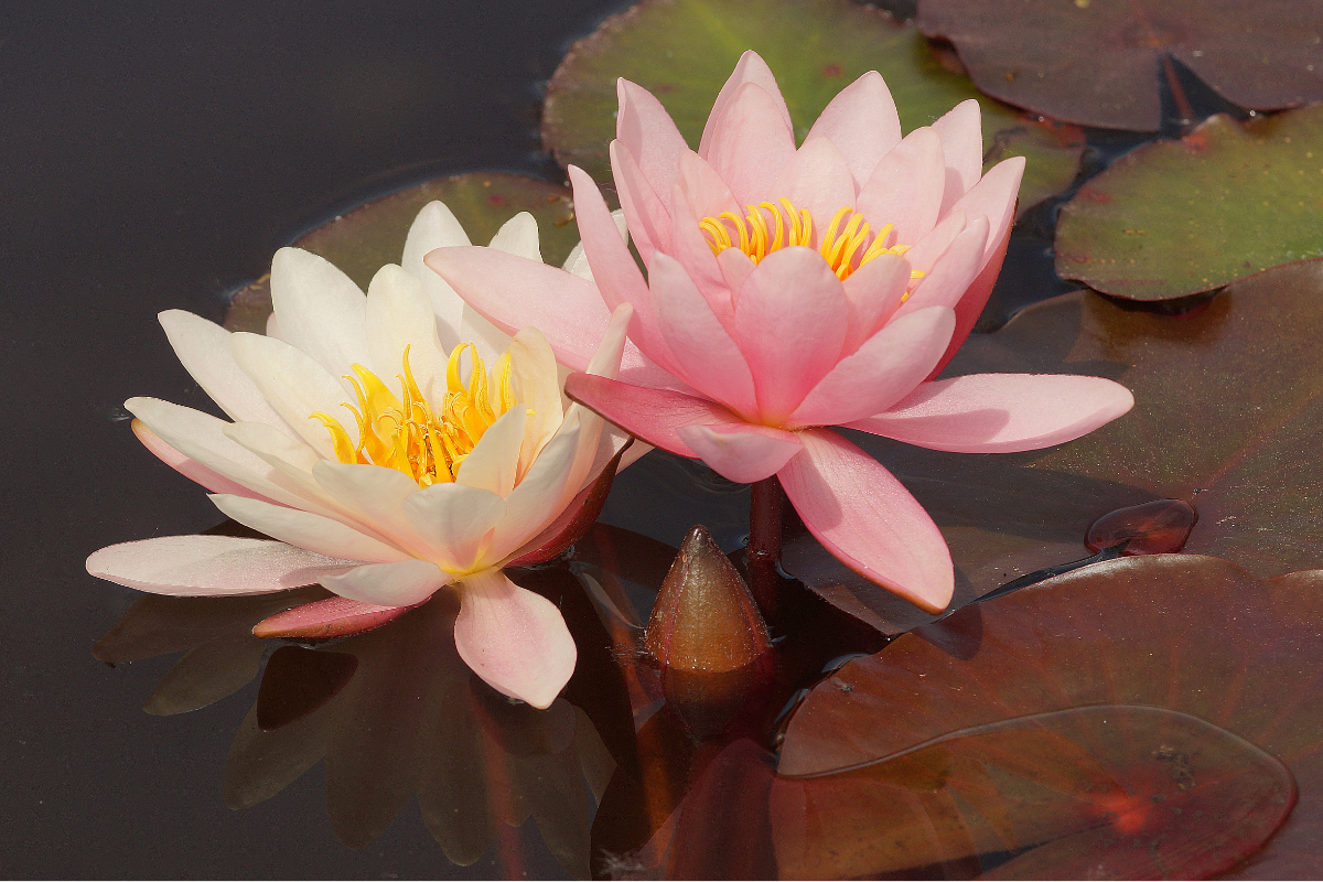 Nymphaea odorata 'Rosennymphe' - Seerose