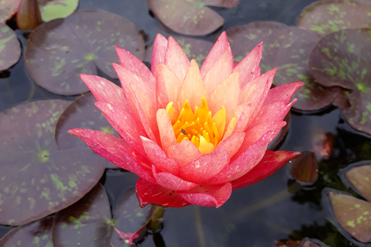 Nymphaea Hybride 'Wanvisa'