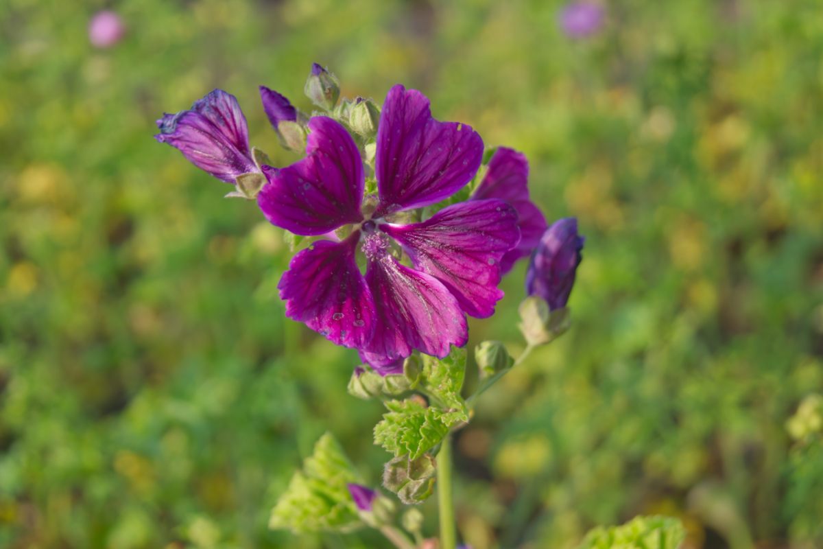Malva moschata