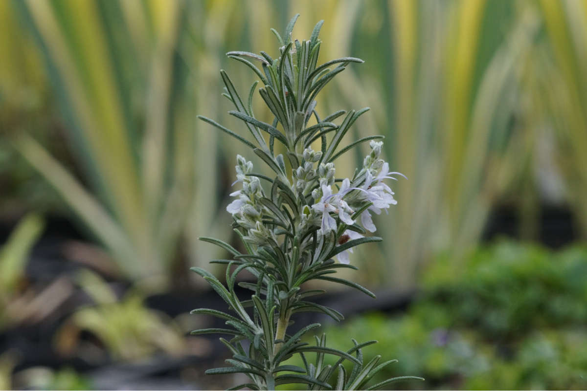 Rosmarinus officinalis 'Arp' - Rosmarin