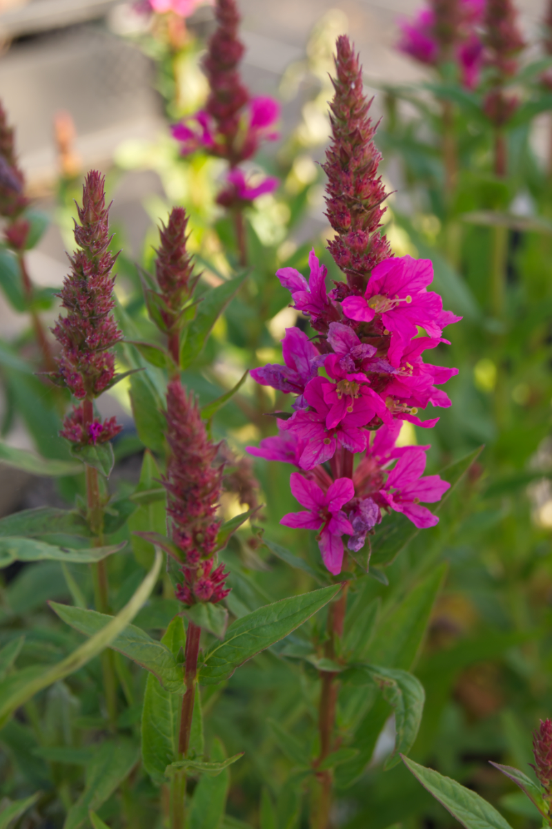 Lythrum salicaria 'Robert'