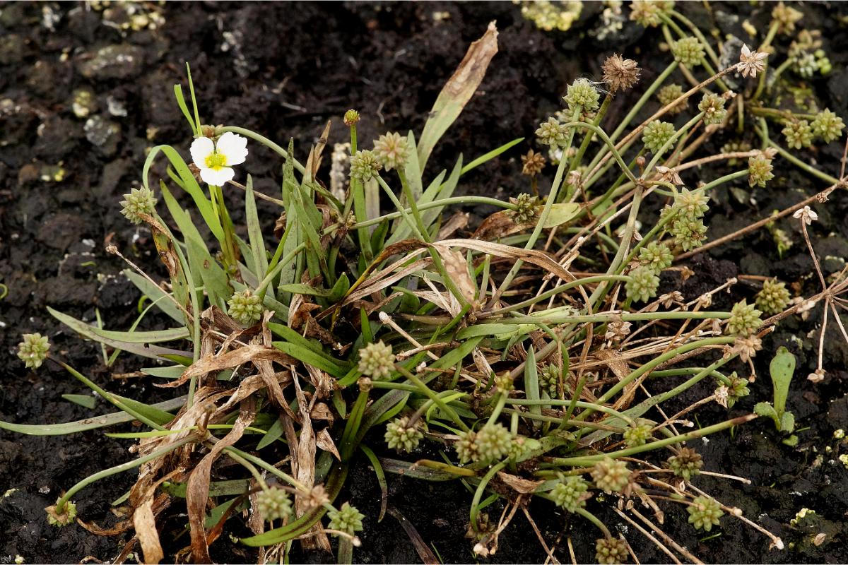 Baldellia ranunculoides - Kleinblättriger Igelschlauch