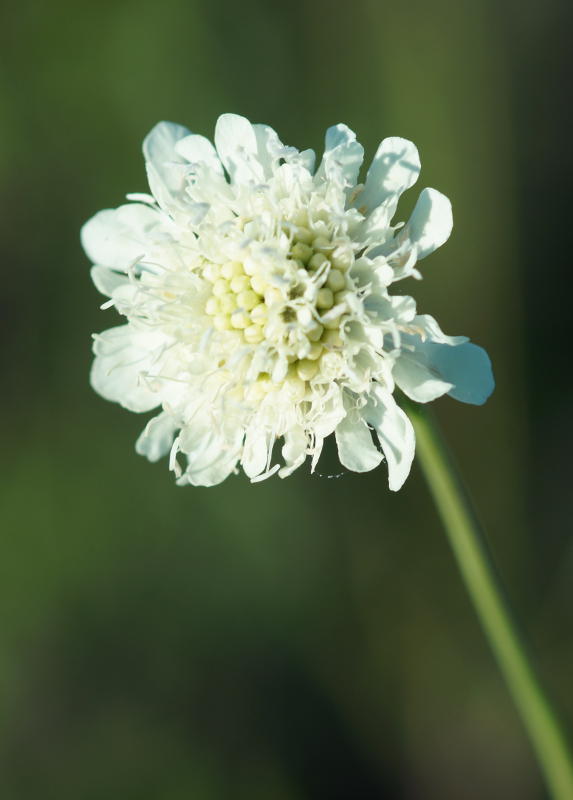 Scabiosa ochroleuca