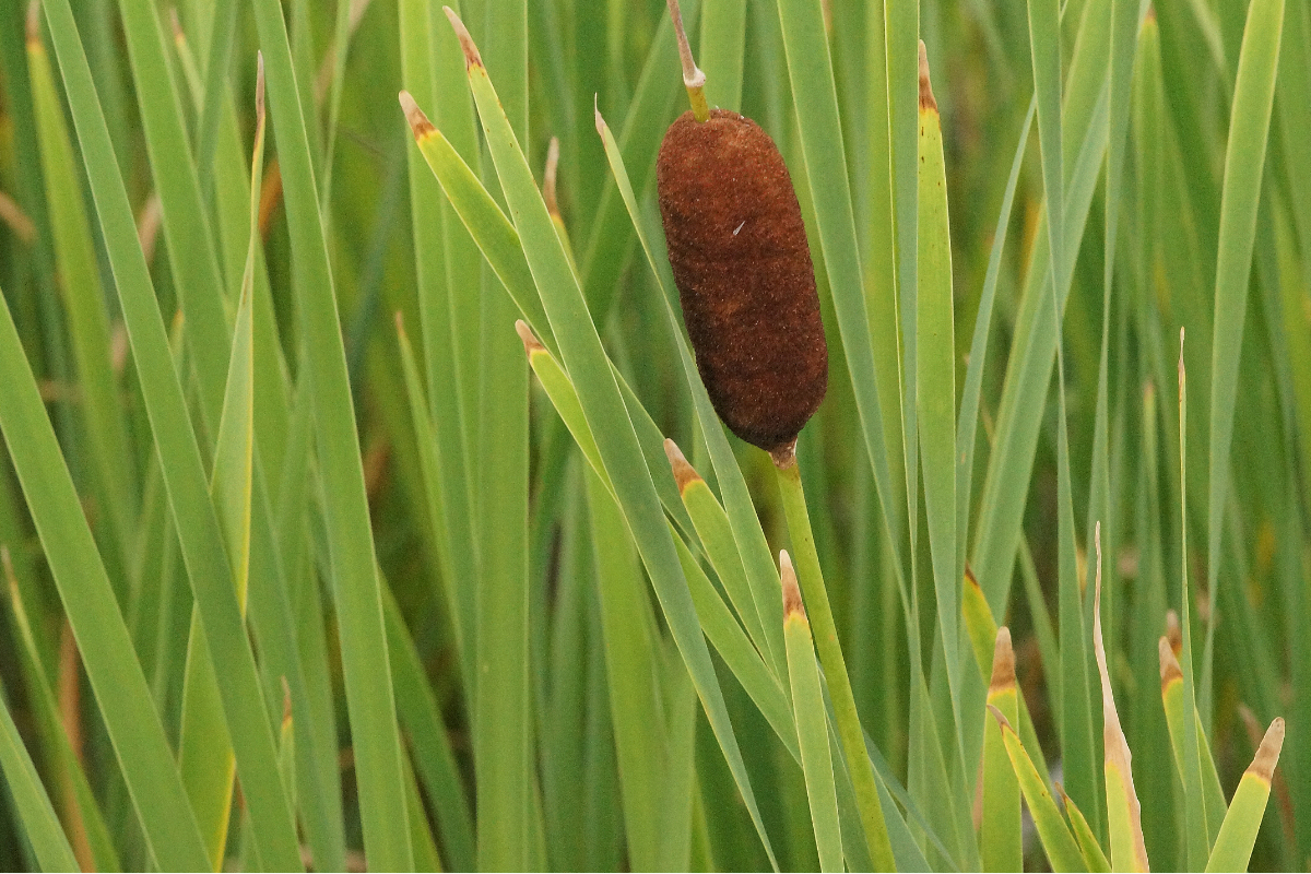 Typha latifolia - Breitblättriger Rohrkolben