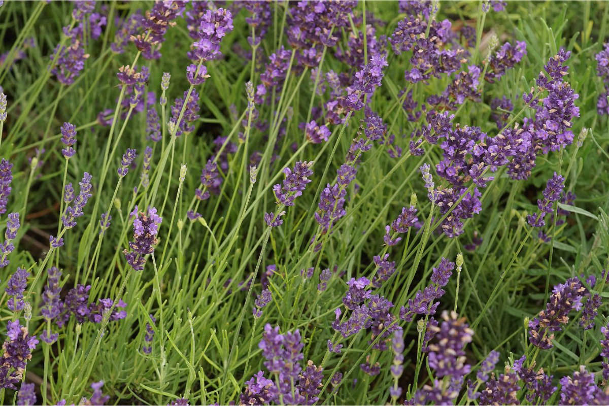 Lavandula angustifolia 'Hidcote Blue' - Lavendel