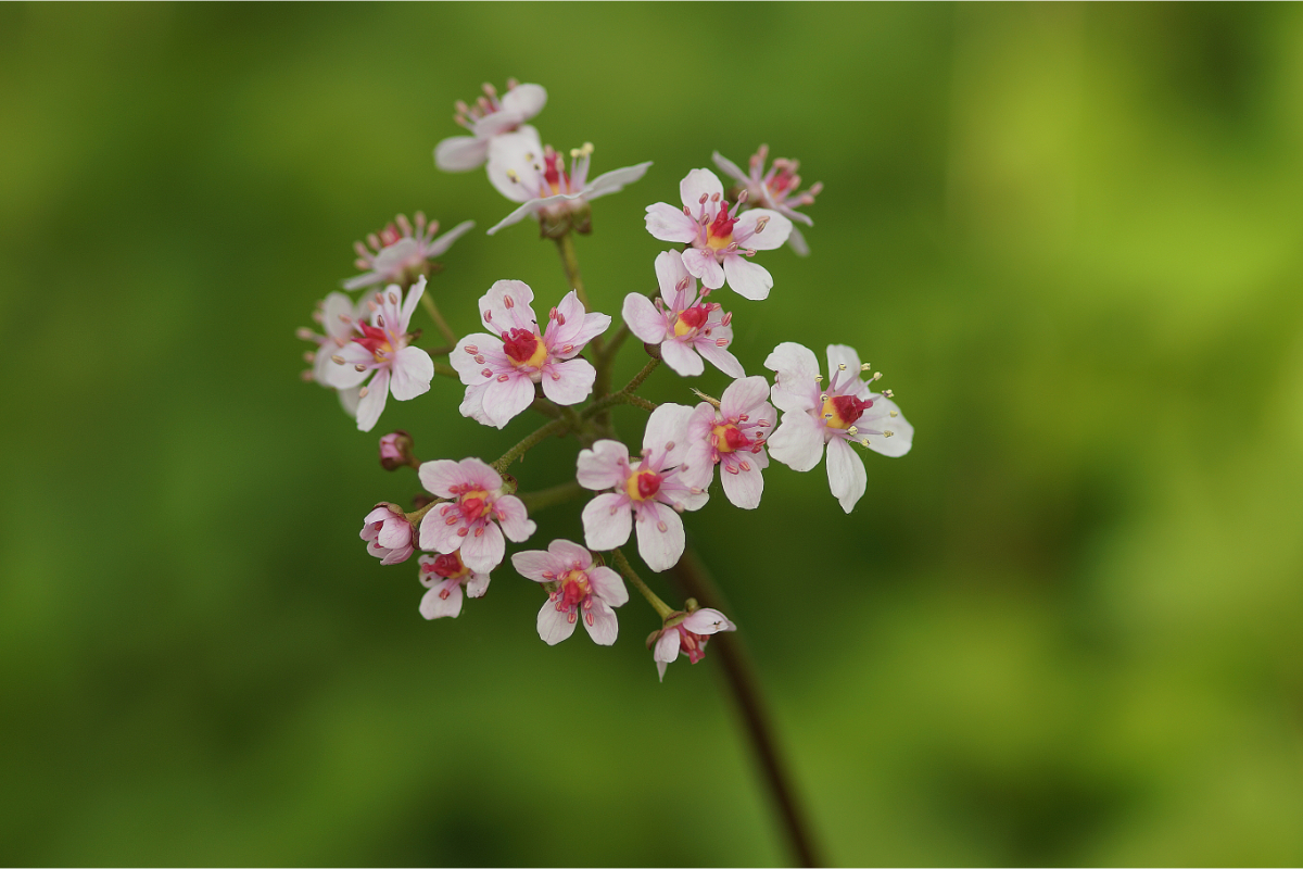 Darmera peltata 'Hameln' - Schildblatt