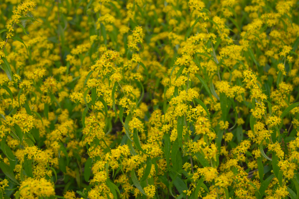Solidago caesia