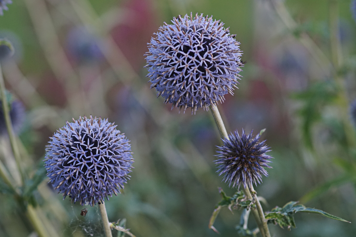 Echinops banaticus 'Taplow Blue'
