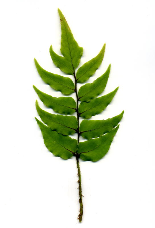 Cyrtomium fortunei gen.