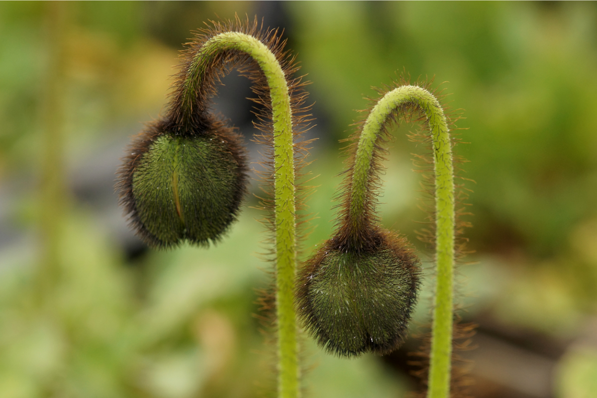 Papaver nudicaule 'Gartenzwerg'