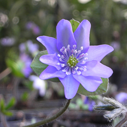 Hepatica nobilis Hepatica nobilis