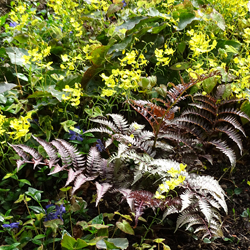 Regenbogenfarn zwischen Elfenblumen Regenbogenfarn zwischen Elfenblumen