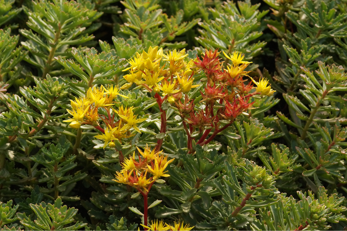Sedum floriferum 'Weihenstephaner Gold' - Teppich-Fettblatt