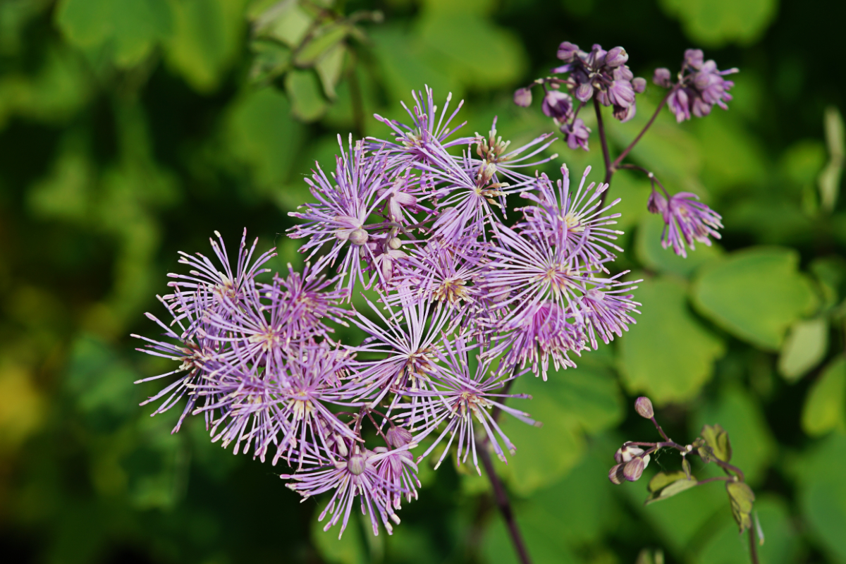 Thalictrum aquilegifolium - Wiesenraute