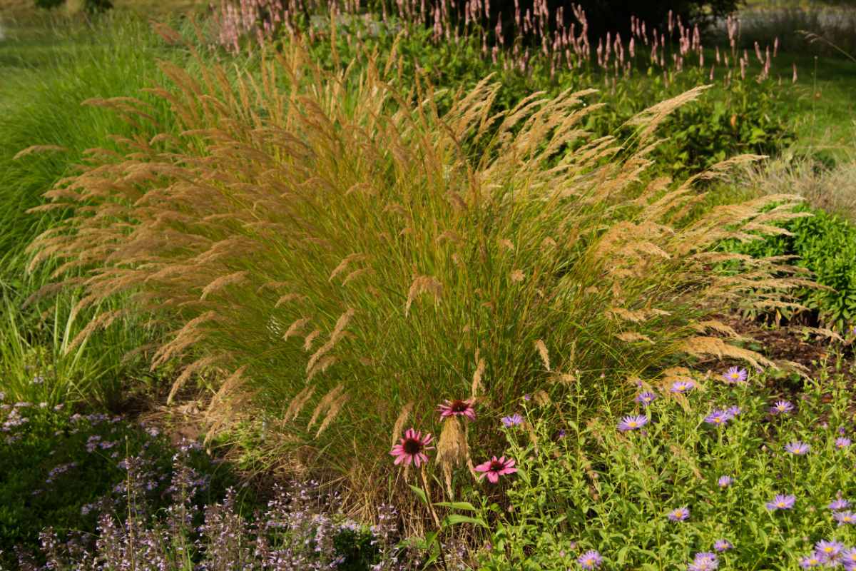 Achnatherum calamagrostis 'Algäu'