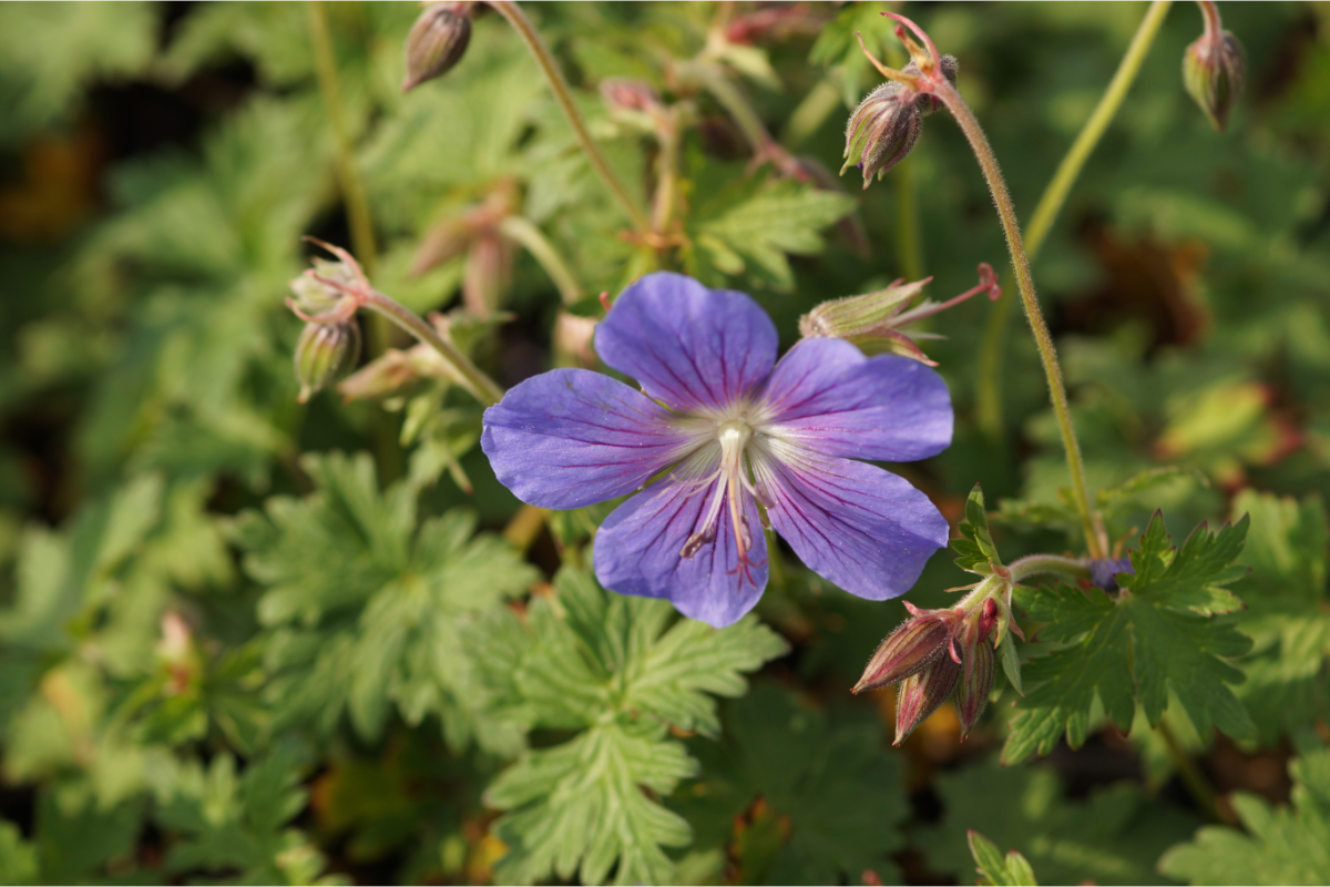 Geranium himalayense 'Gravetye' - Himalaja-Storchschnabel