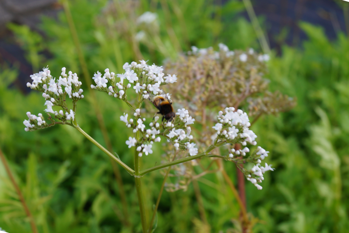 Valeriana officinalis