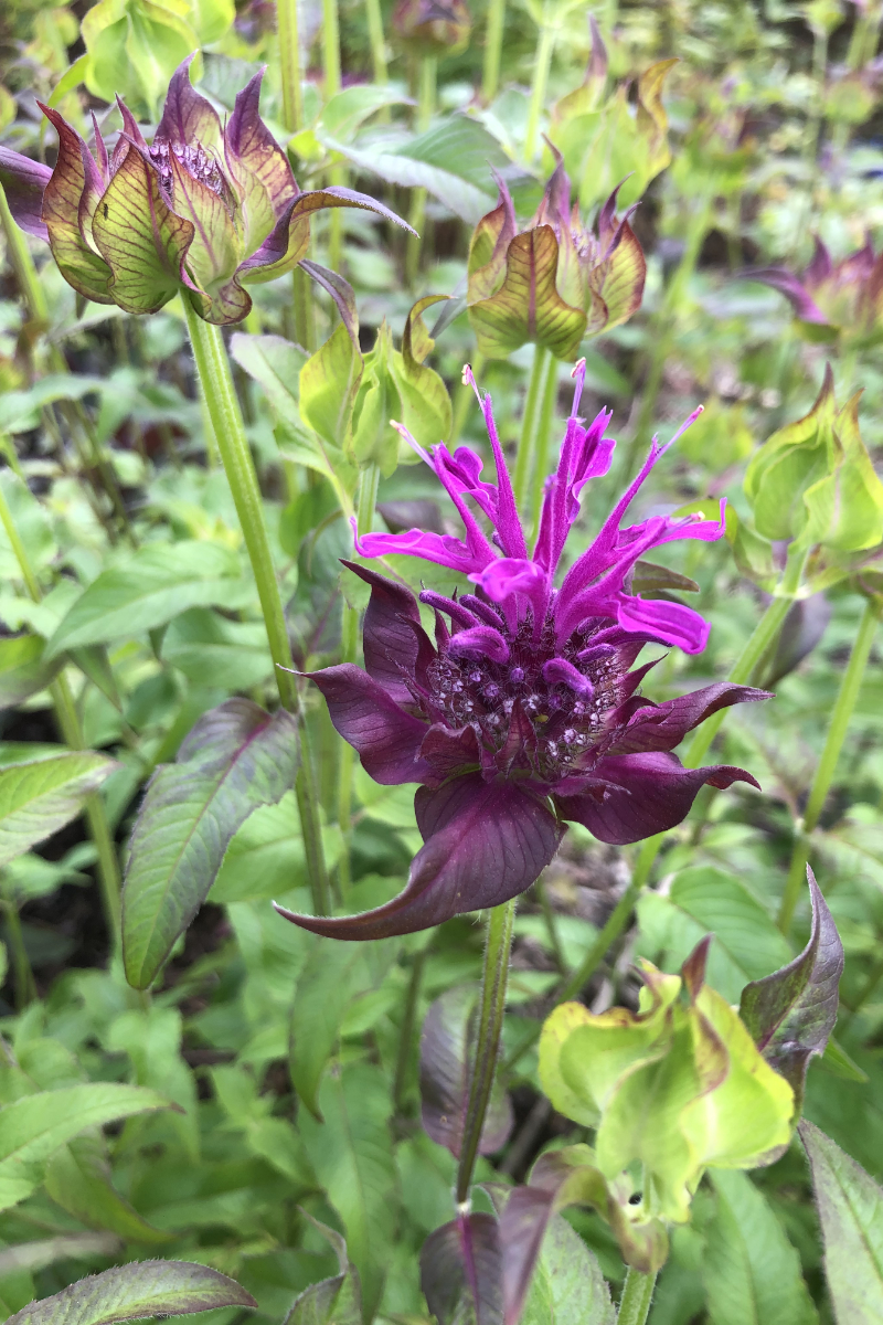 Monarda Fistulosa-Hybr. 'Scorpion'