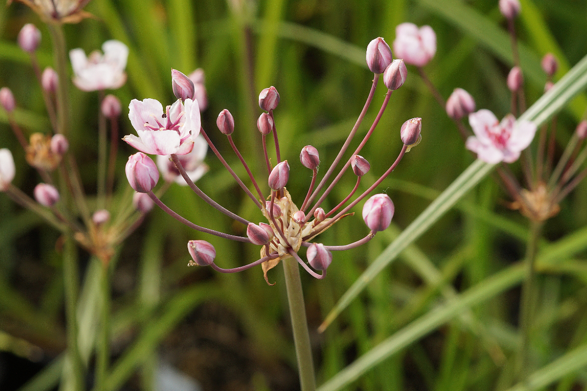 Butomus umbellatus 'Rosenrot' - Blumenbinse, Schwanenblume