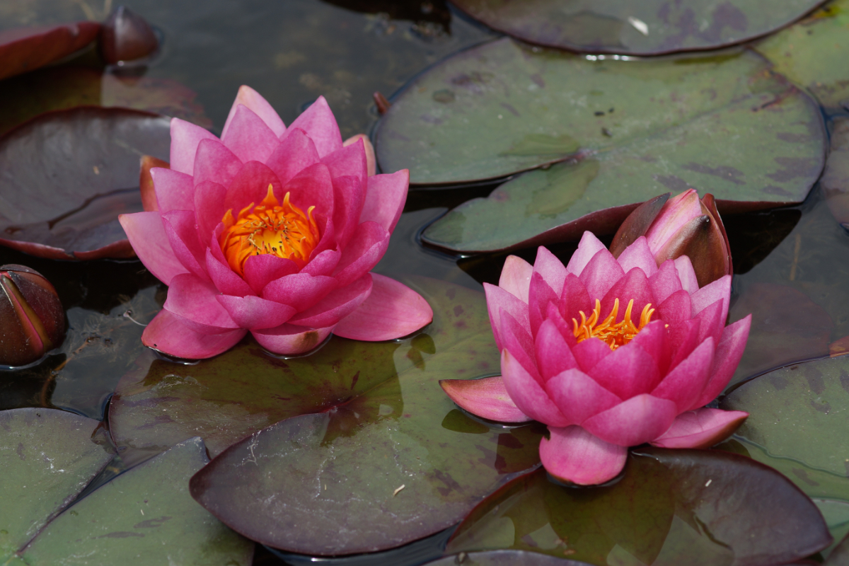 Nymphaea Hybride 'James Brydon'