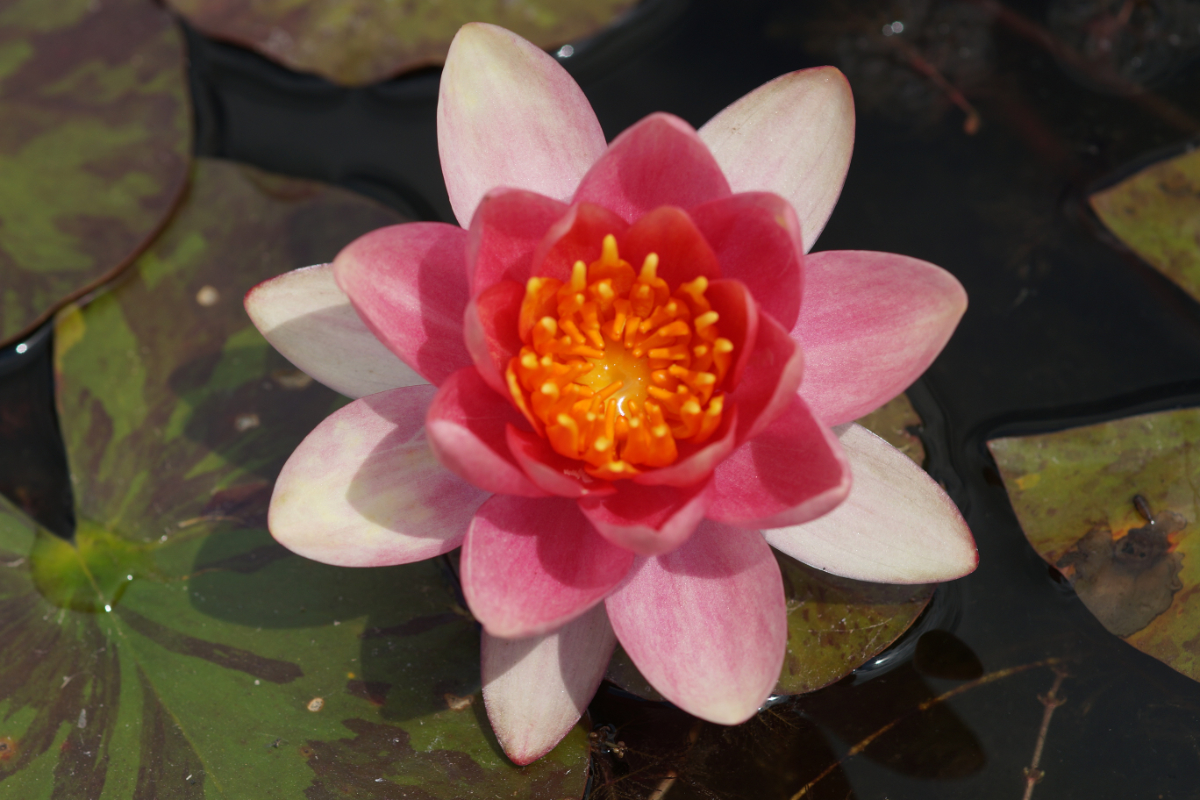 Nymphaea Hybride 'Chrysantha' ('Graciella')