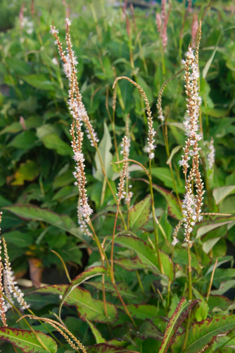 Bistorta amplexicaulis 'Album'