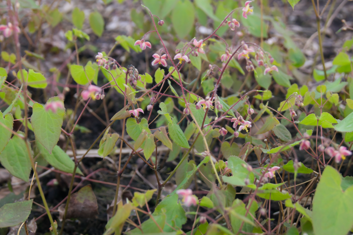 Epimedium x cantabrigiense