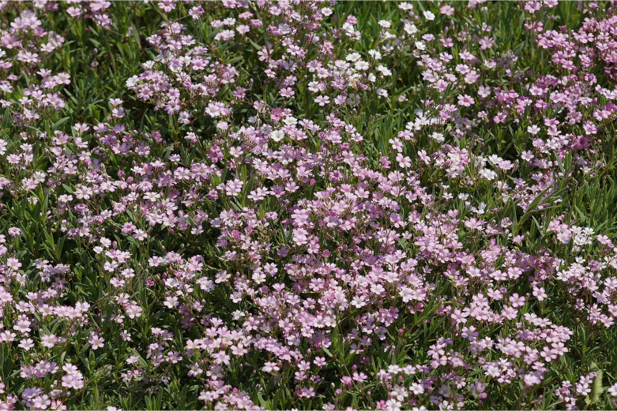 Gypsophila repens 'Rosea' - Schleierkraut