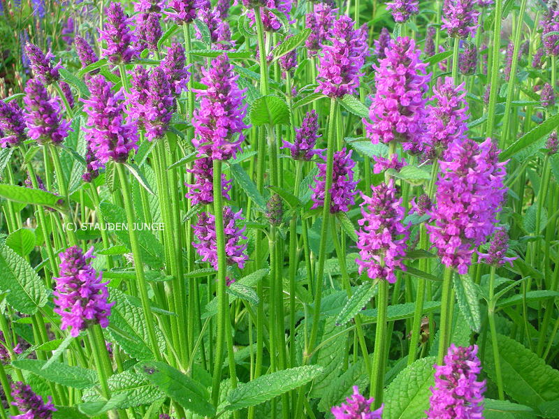 Betonica hirsuta 'Hummelo' (Stachys monnieri 'Hummelo')