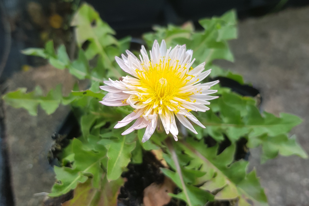 Taraxacum pseudoroseum - Rosa Löwenzahn